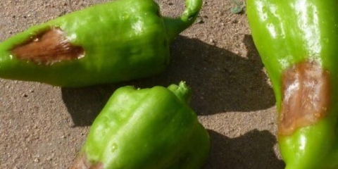 Gniloba paprike u stakleniku od polikarbonata: uzroci, mjere kontrole